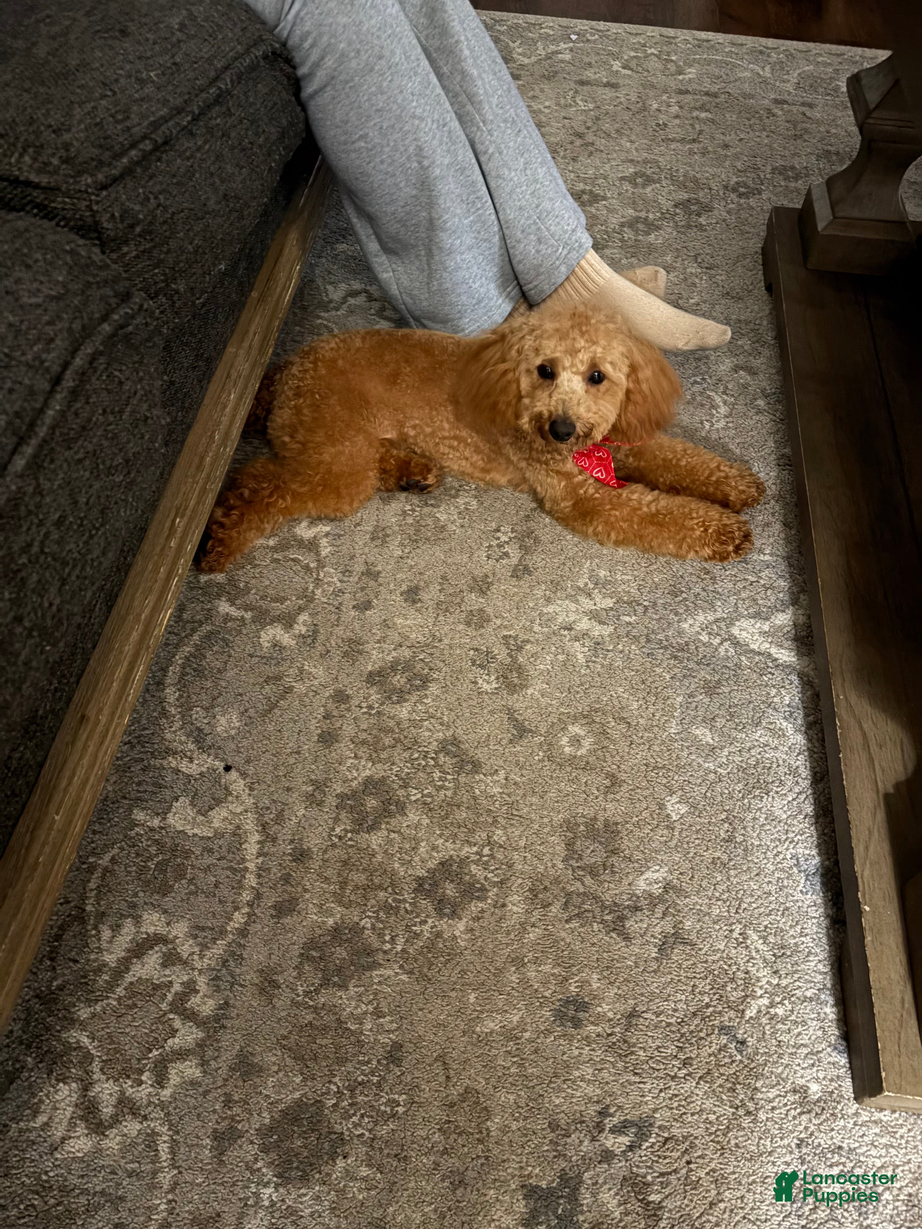 Miniature Poodle dogs Miniature Poodle Puppy 1 - Ad 22