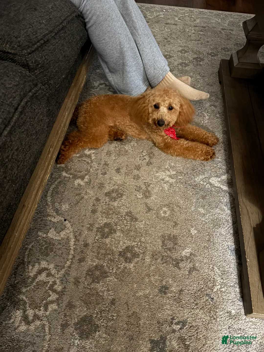 Miniature Poodle dogs for sale: Miniature Poodle Puppy 1 - Ad 1