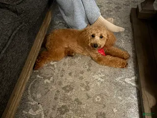 Miniature Poodle dogs Miniature Poodle Puppy 1 - Ad 22