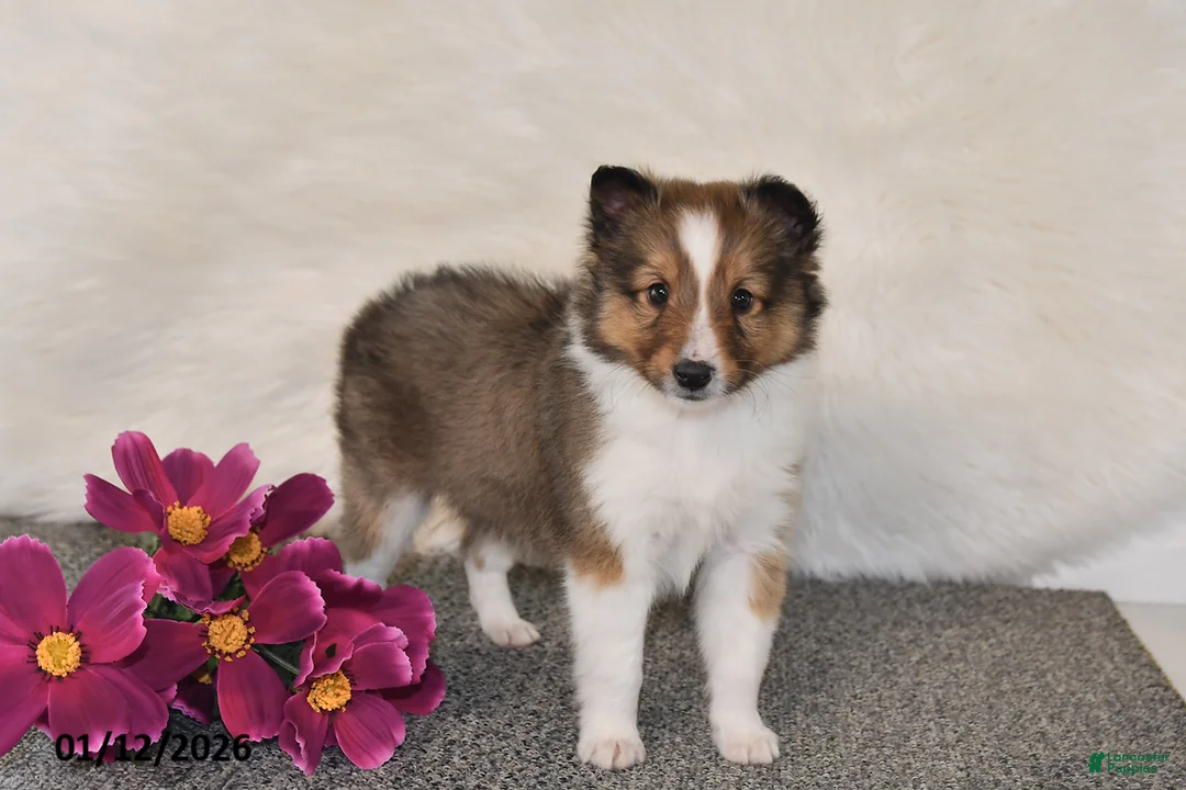 Shetland Sheepdog dogs for sale: Miles - Ad 5