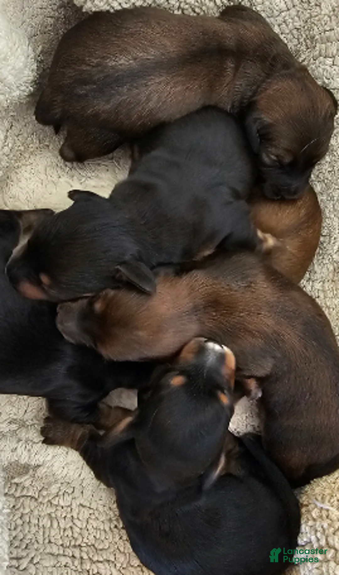 Miniature Dachshund dogs for sale: Betty Long haired - Ad 4