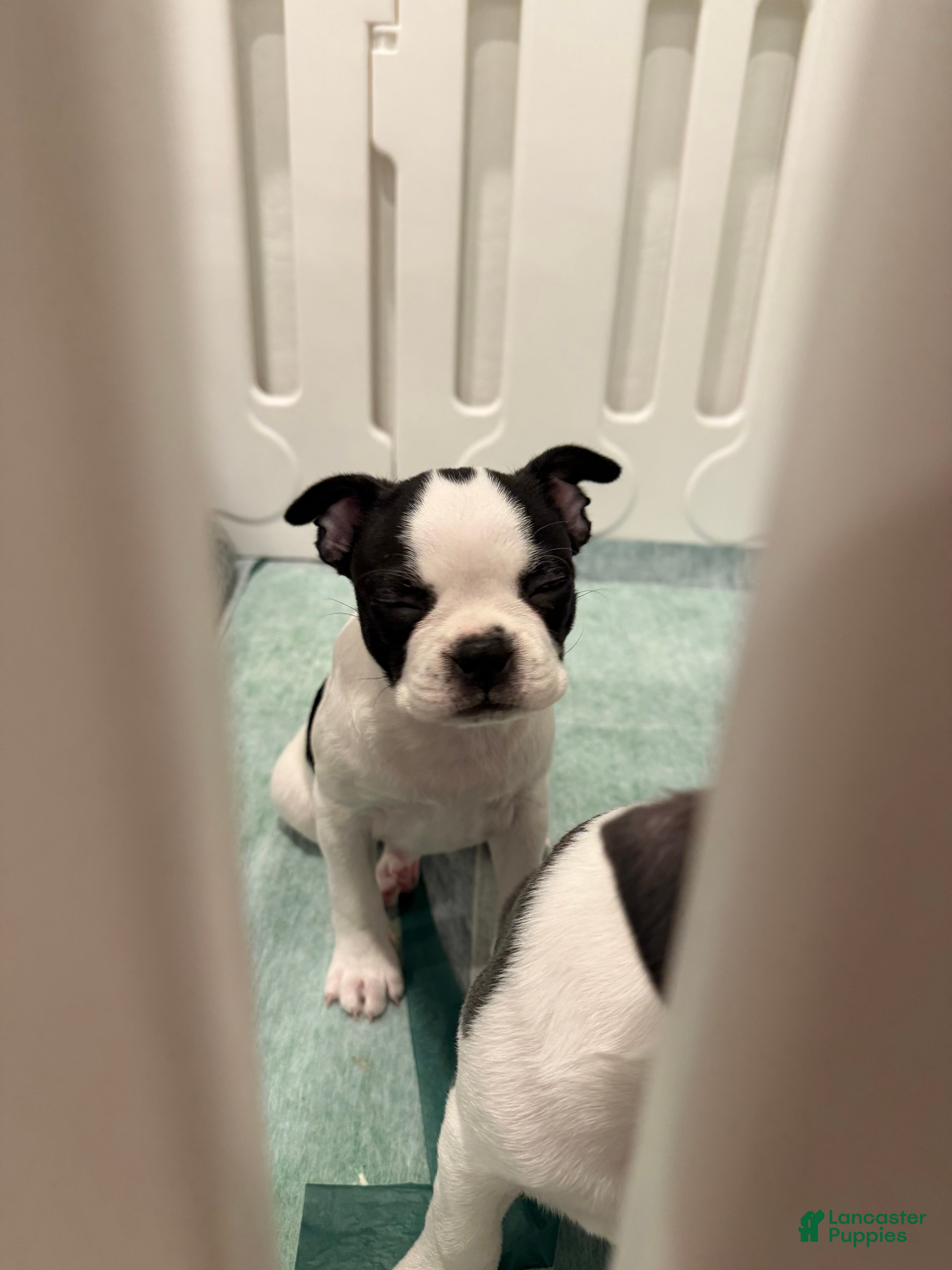 Boston Terrier dogs Blanca  - Ad 2