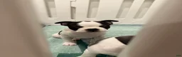 Boston Terrier dogs for sale: Blanca  - Ad 2