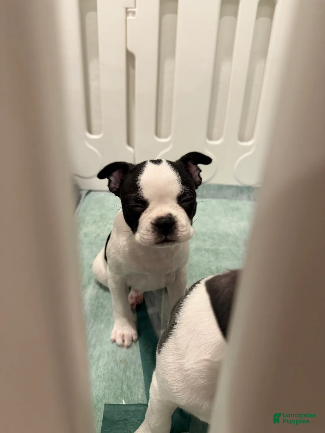 Boston Terrier dogs for sale: Blanca  - Ad 2