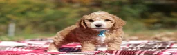 Miniature Poodle dogs for sale: August (AKC) - Ad 5