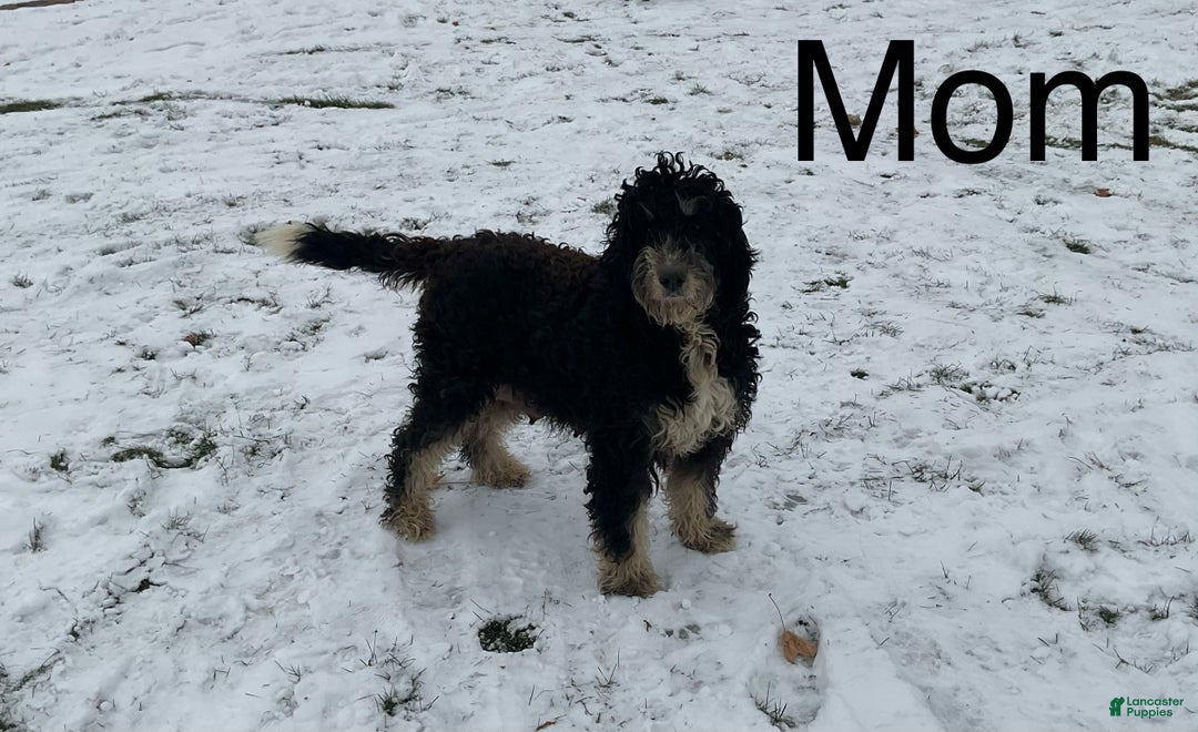 Mixed Breed dogs for sale: Stella - Ad 7