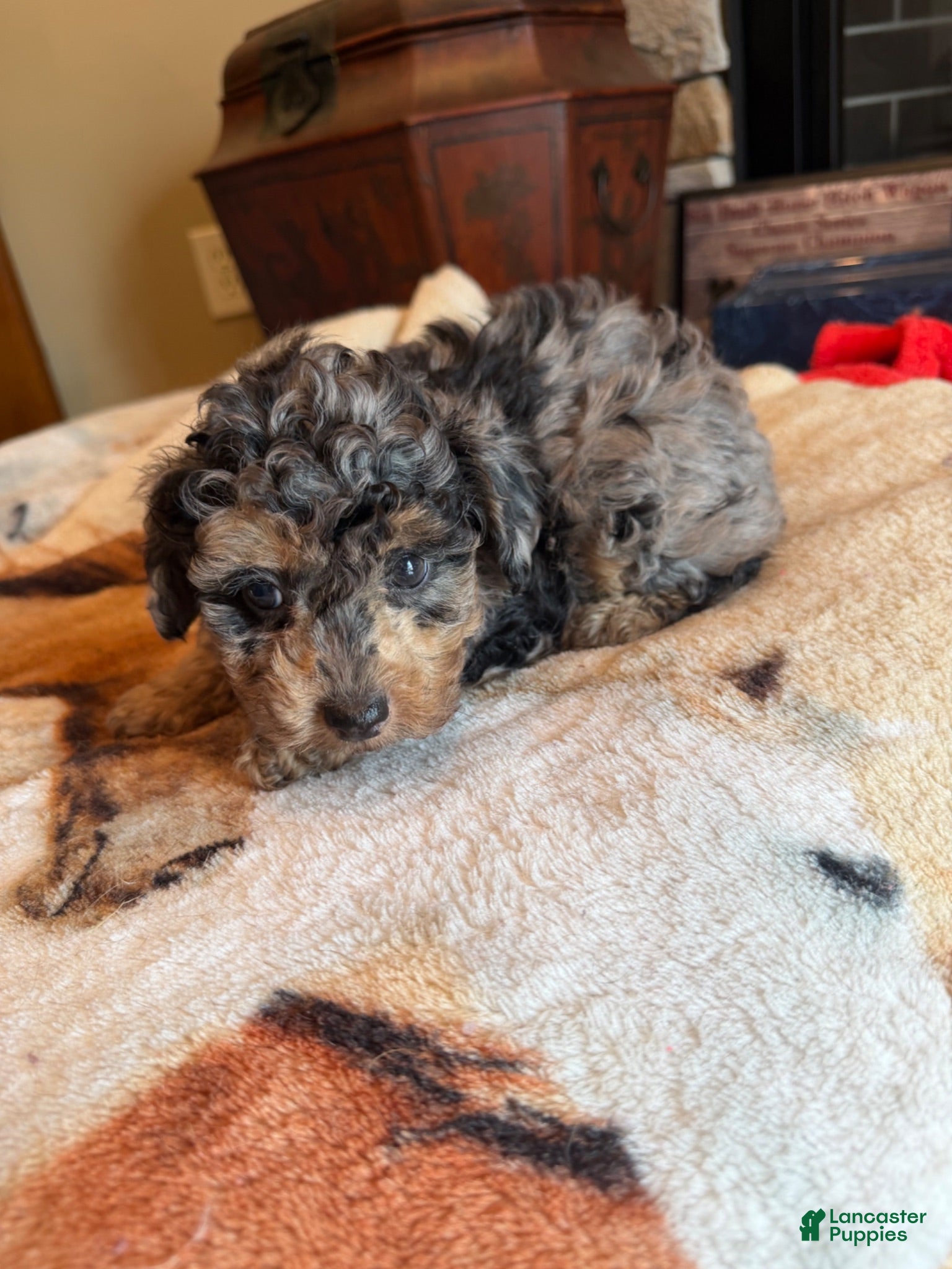 Cockapoo dogs Deja  - Ad 2