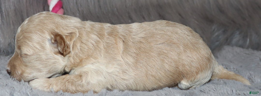 Havapoo dogs for sale: Annabelle Toy/M.👨‍👨‍👦‍👦💞🐕 - Ad 18