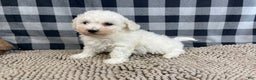 Bichon Frise dogs for sale: Bernie - Ad 5