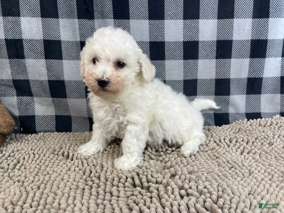 Bichon Frise dogs for sale: Bernie - Ad 5