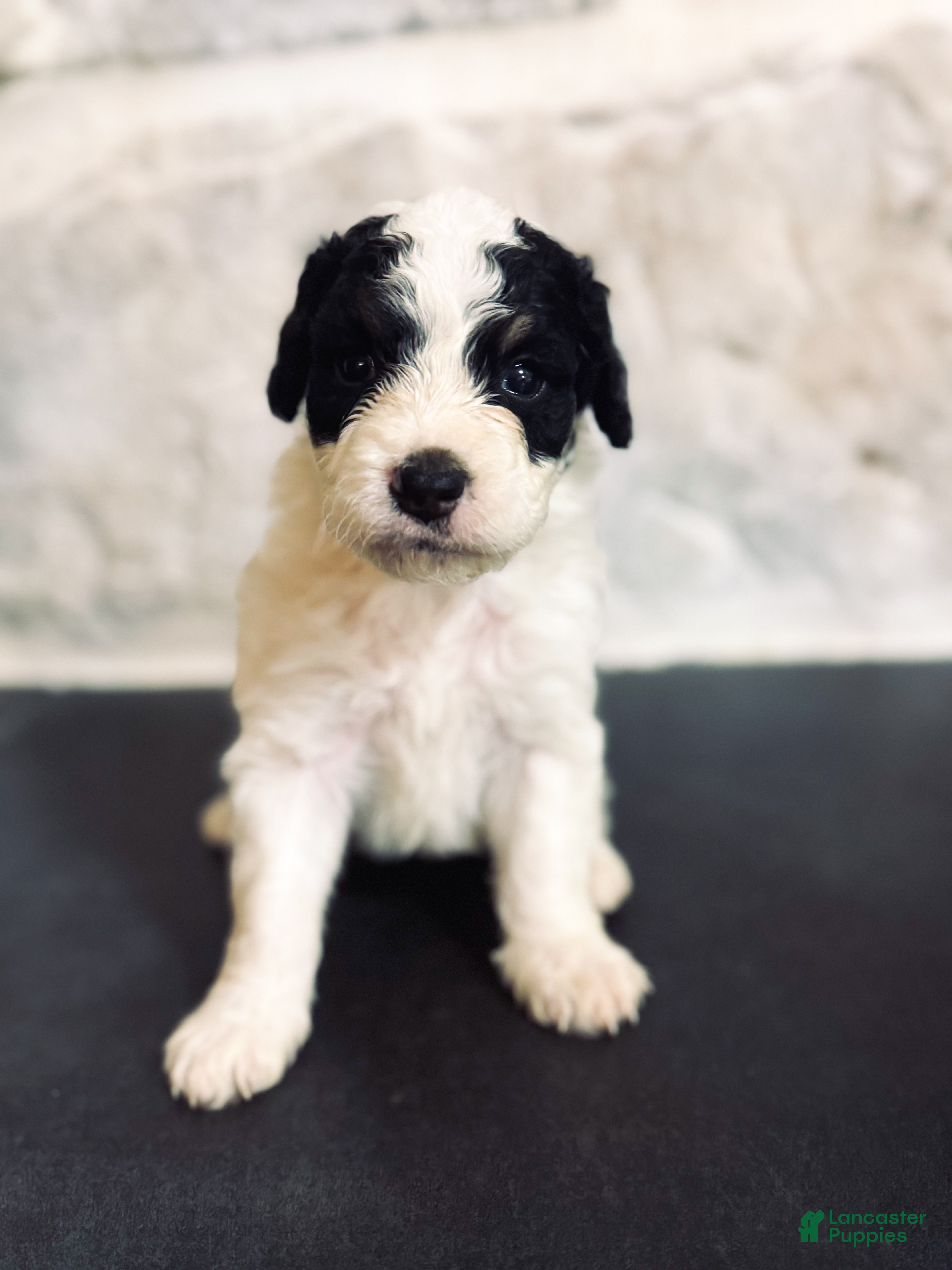 Mini Bernedoodle dogs Buster  - Ad 20