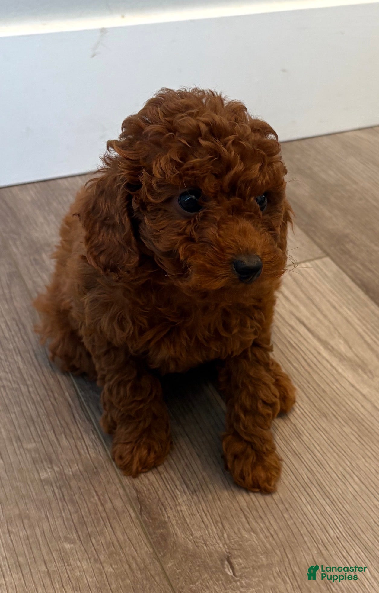 Toy Poodle dogs Vicky - Ad 1