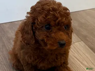 Toy Poodle dogs for sale: Vicky - Ad 1