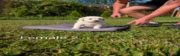 Mixed Breed dogs for sale: American Pyre 6 - Ad 2