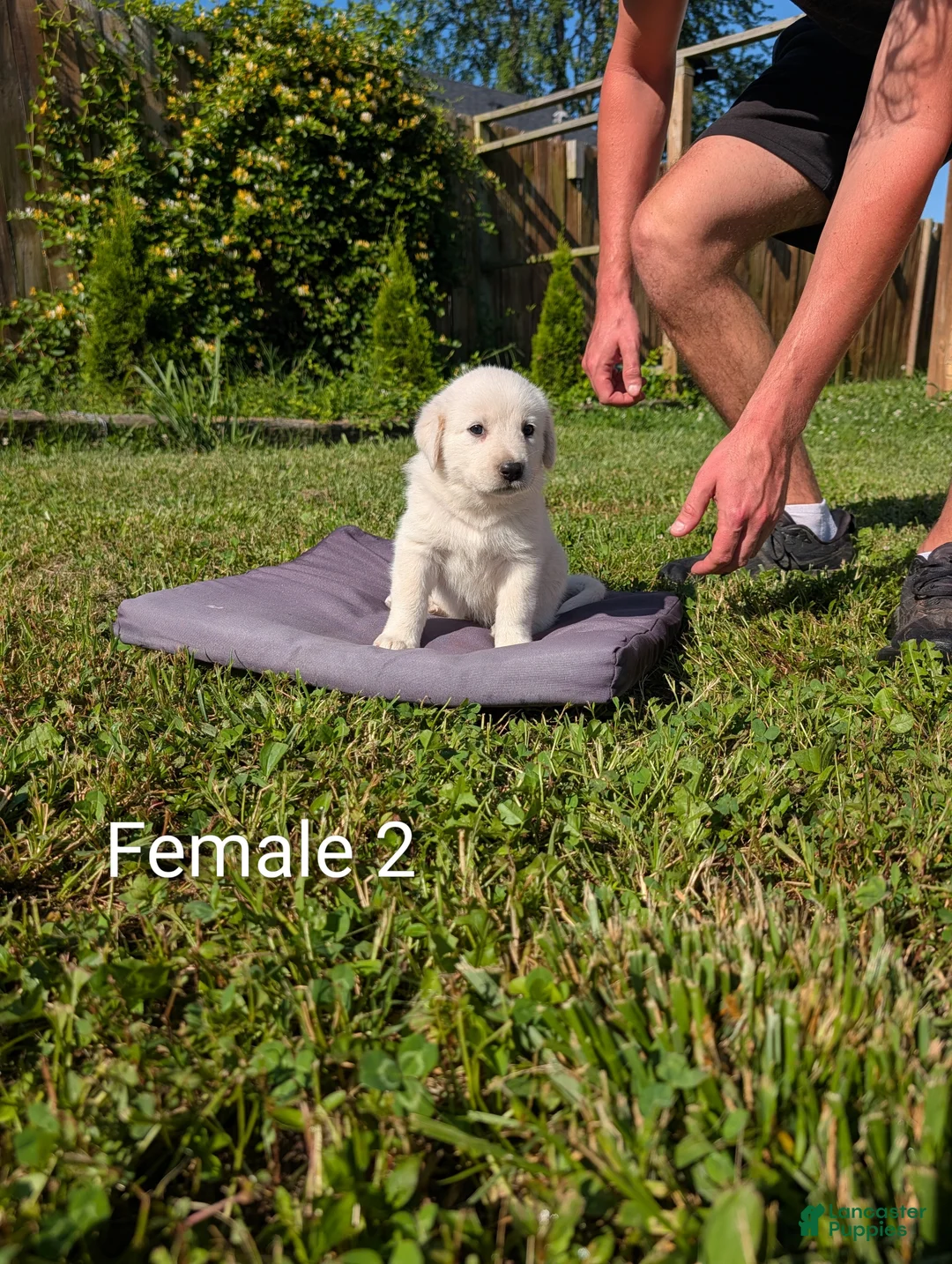 Mixed Breed dogs for sale: American Pyre 6 - Ad 2