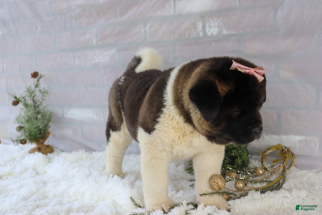 Akita dogs for sale: Rosa - Ad 27