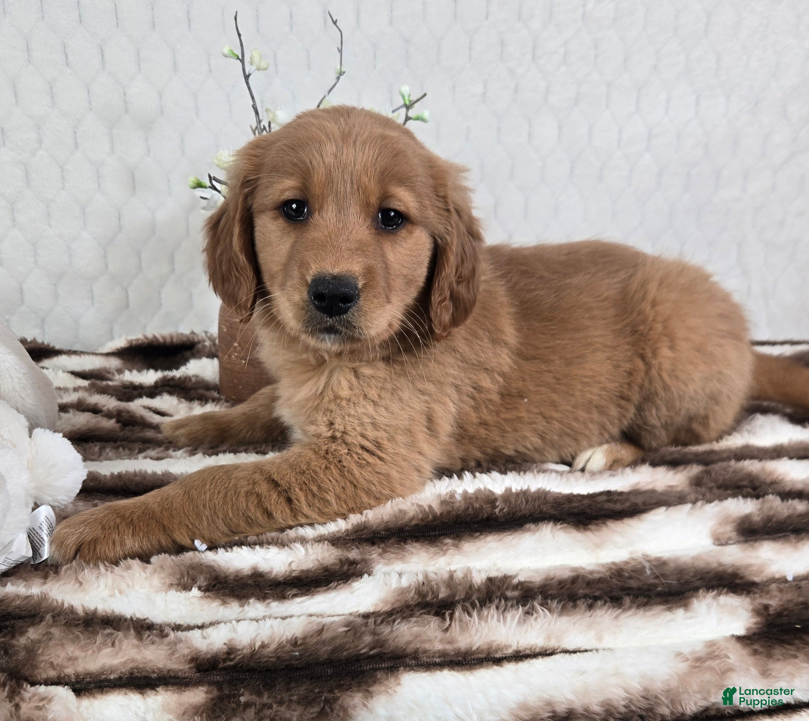 Golden Retriever dogs Goldie  - Ad 28