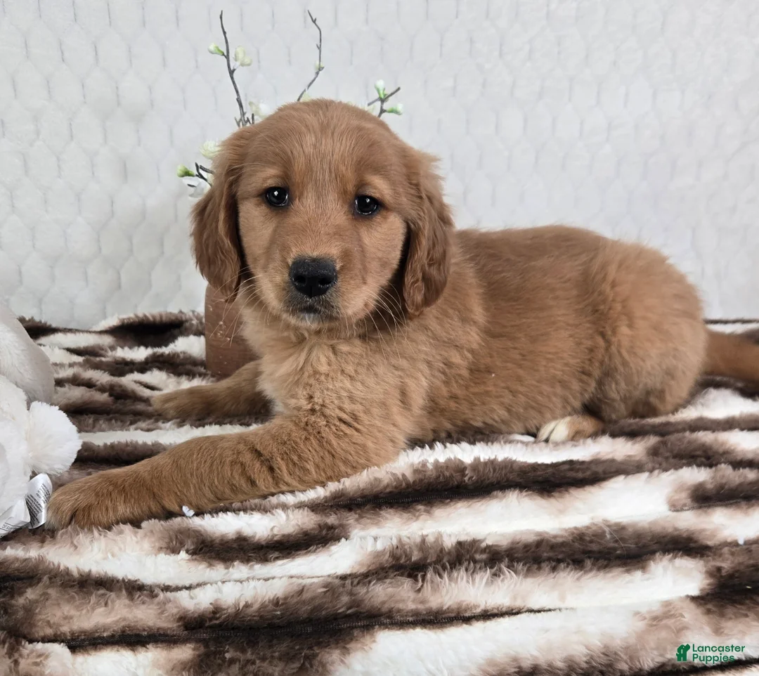 Golden Retriever dogs for sale: Goldie  - Ad 1