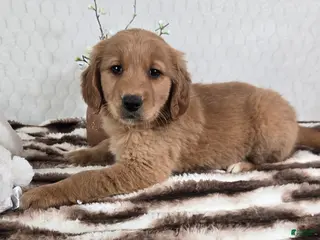 Golden Retriever dogs Goldie - Ad 28