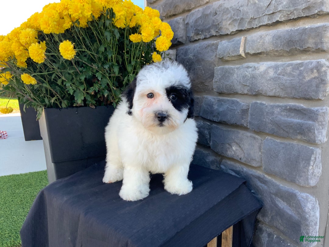 Mixed Breed dogs for sale: Cody - Ad 3