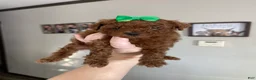 Toy Poodle dogs for sale: Akc Bred Color Red Green Bow - Ad 8