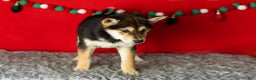Shiba Inu dogs for sale: Lacy  - Ad 3