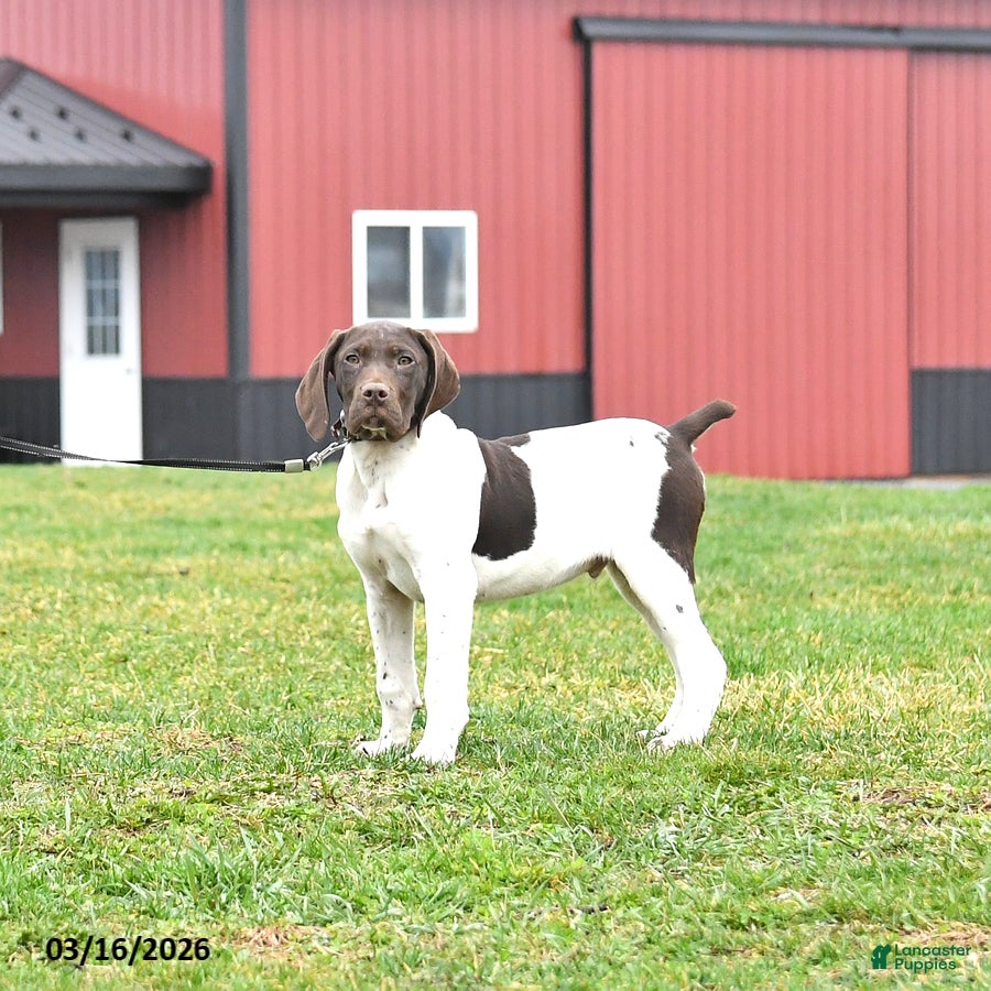 German Shorthaired Pointer dogs Bobby - Ad 1