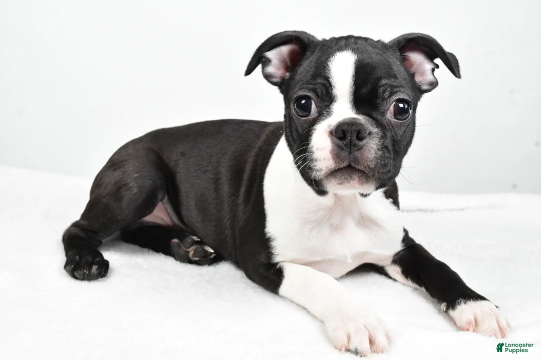 Boston Terrier dogs for sale: Gus - Ad 2