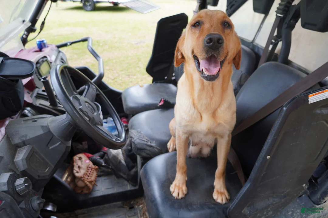 Labrador Retriever dogs for sale: Labrador Retriever Puppy 2 - Ad 2