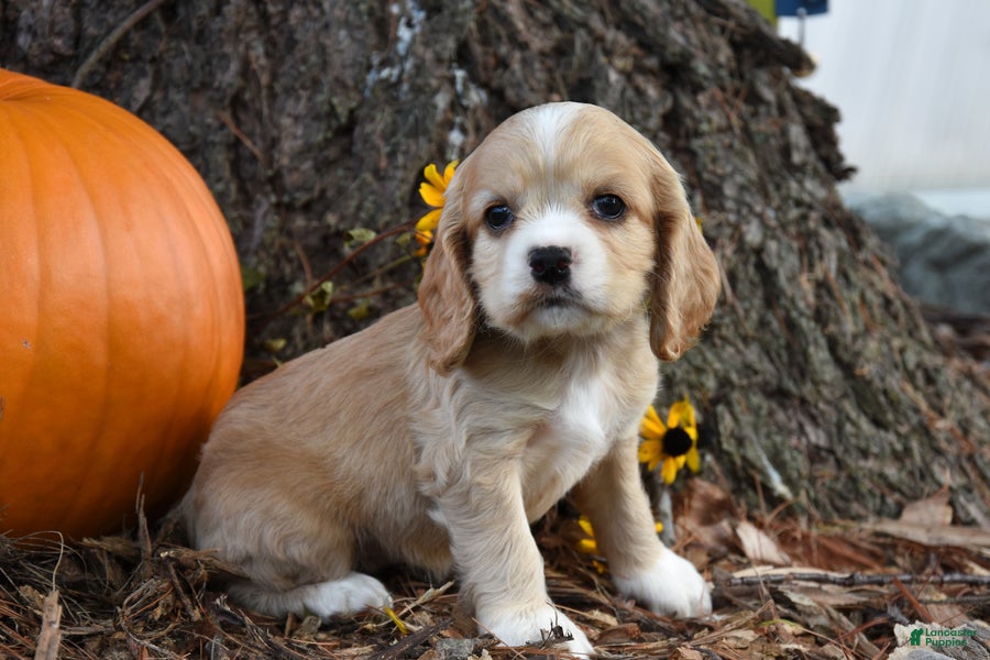 Cocker Spaniel dogs Molly - Ad 1