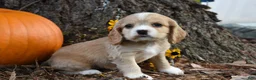 Cocker Spaniel dogs for sale: Molly - Ad 1