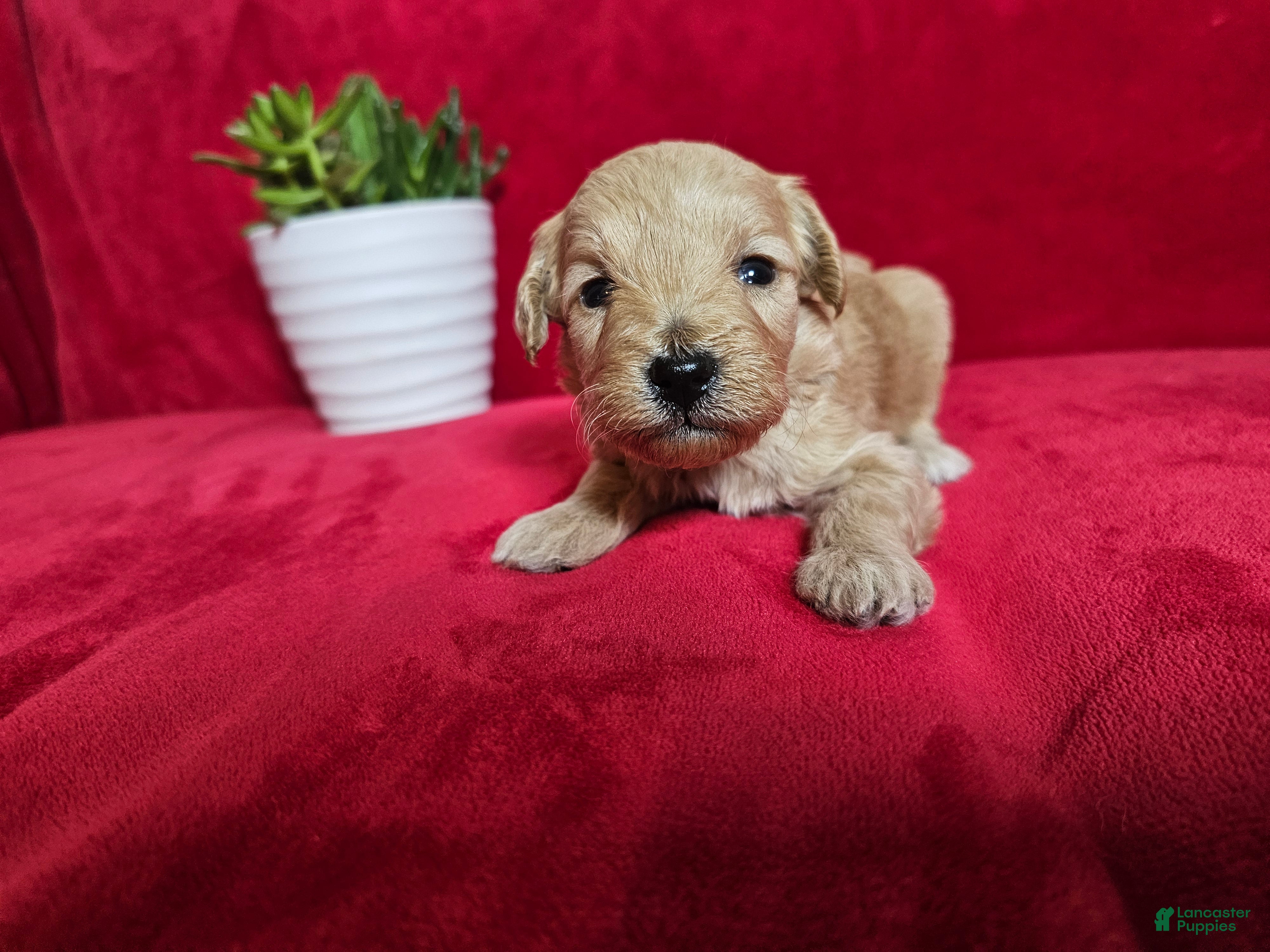Mini Goldendoodle dogs Nutmeg - Ad 1