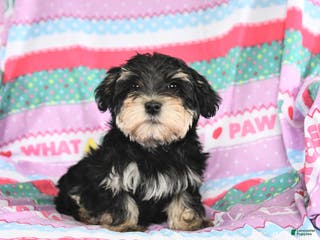 Maltese dogs Mikey - Ad 20