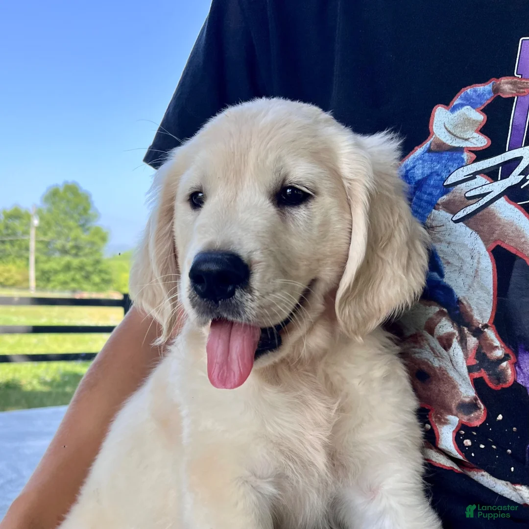 Golden Retriever dogs for sale: Opal - Ad 5