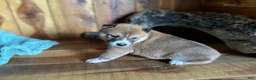 Shiba Inu dogs for sale: Shiba Inu Puppy 4 - Ad 4