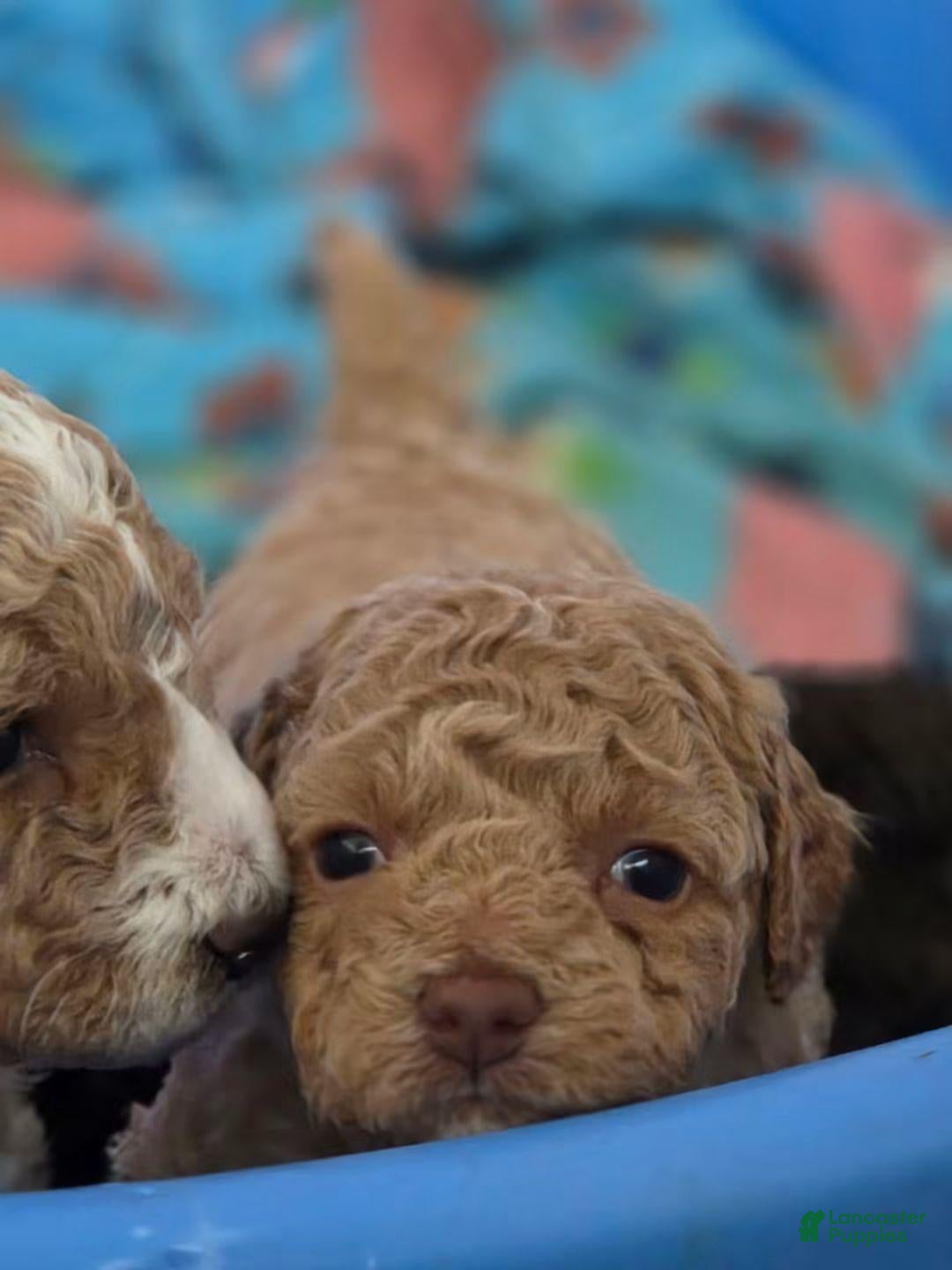 Mini Goldendoodle dogs for sale: Biscuit.  Twixie.  Salam.    Lady - Ad 22