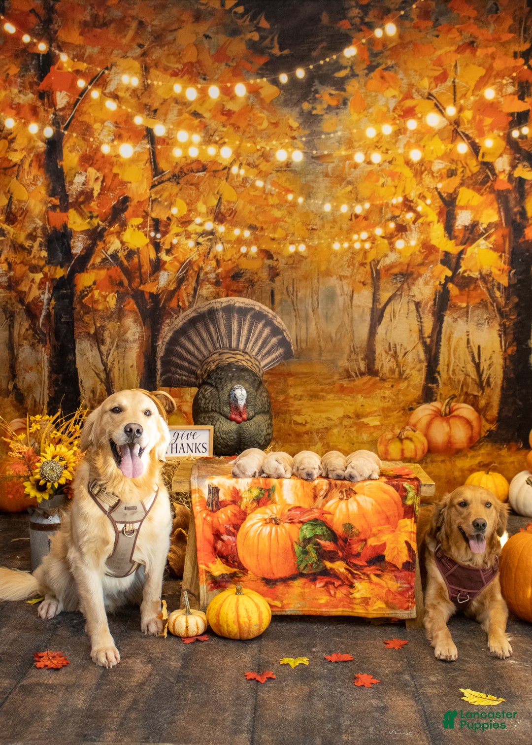 Golden Retriever dogs for sale: Naughty  - Ad 3