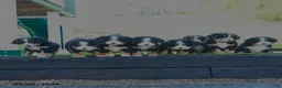 Bernese Mountain Dog dogs for sale: Princess - Ad 5