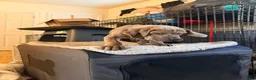 Cane Corso dogs for sale: Cane Corso 2 - Ad 4