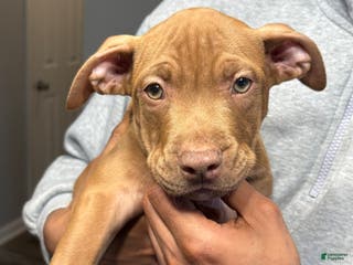 American Pit Bull Terrier dogs Hazel - Ad 22