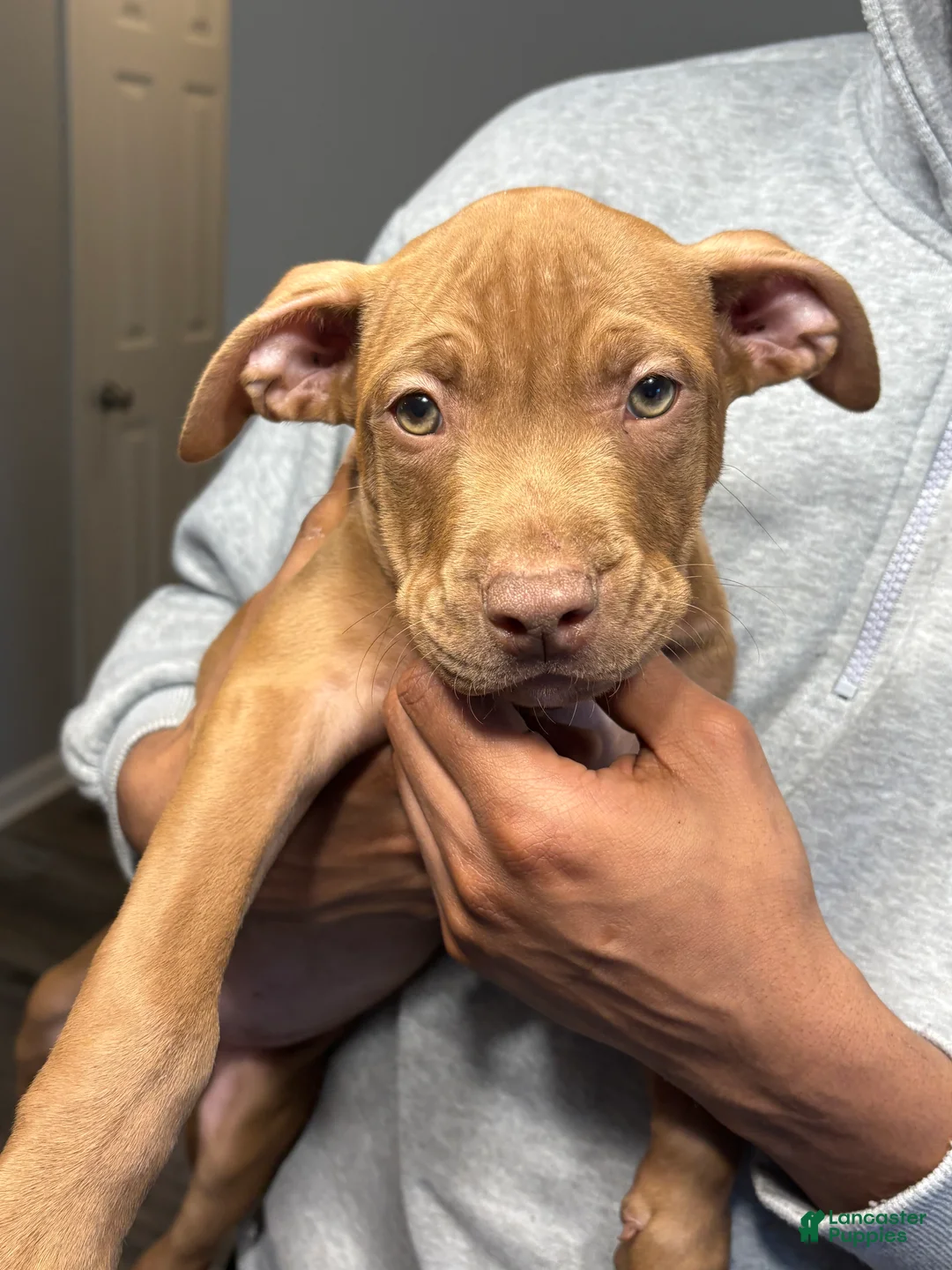 American Pit Bull Terrier dogs for sale: Hazel - Ad 1