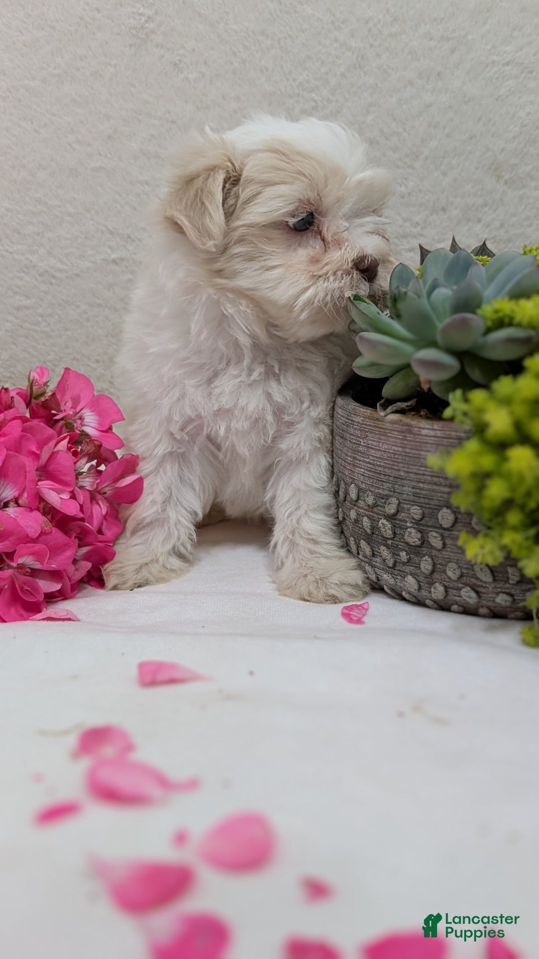 Havanese dogs for sale: Mya - Ad 15