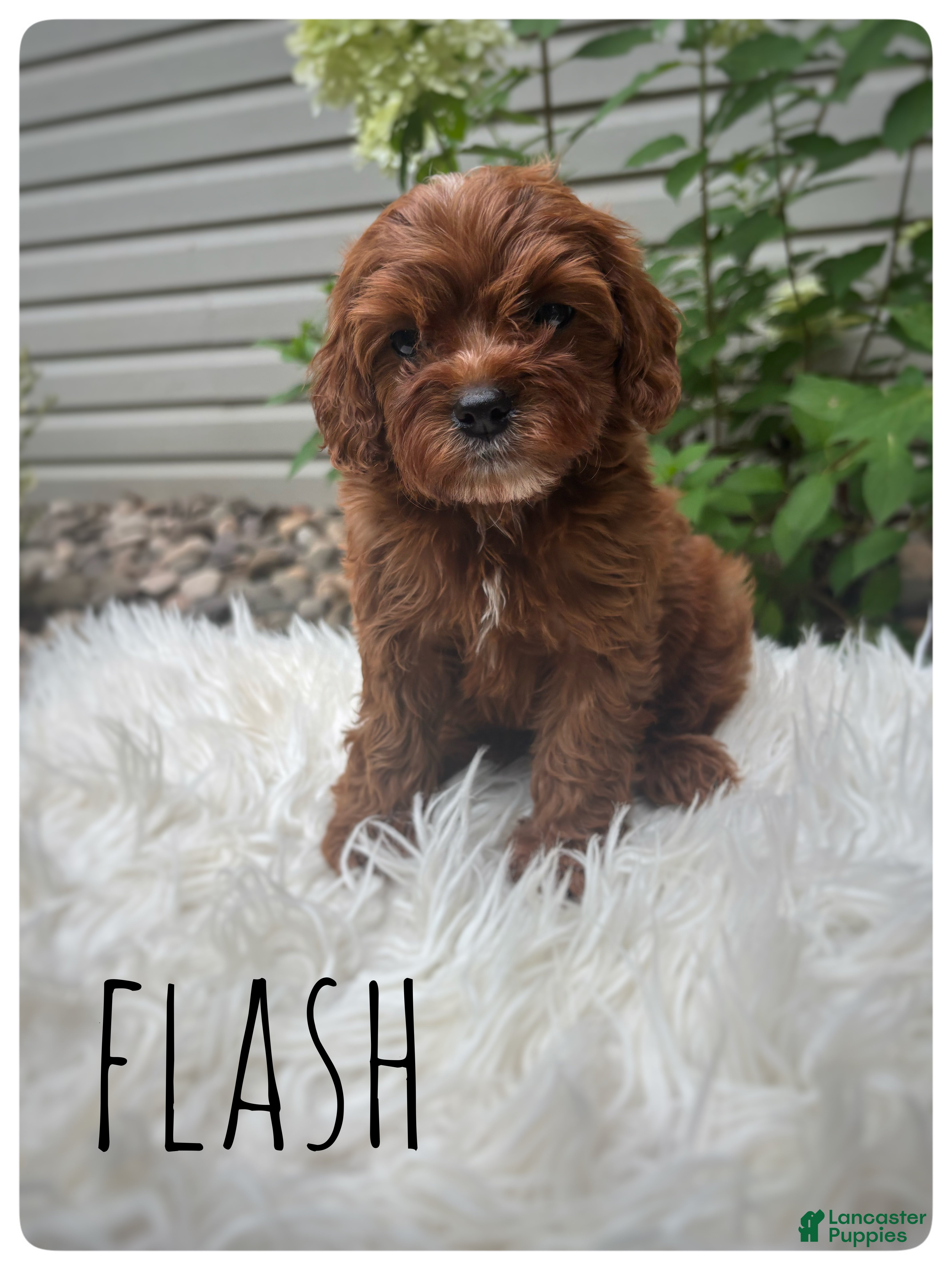 Cavapoo dogs Flash - Ad 1