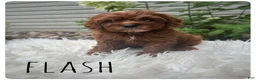 Cavapoo dogs for sale: Flash - Ad 1