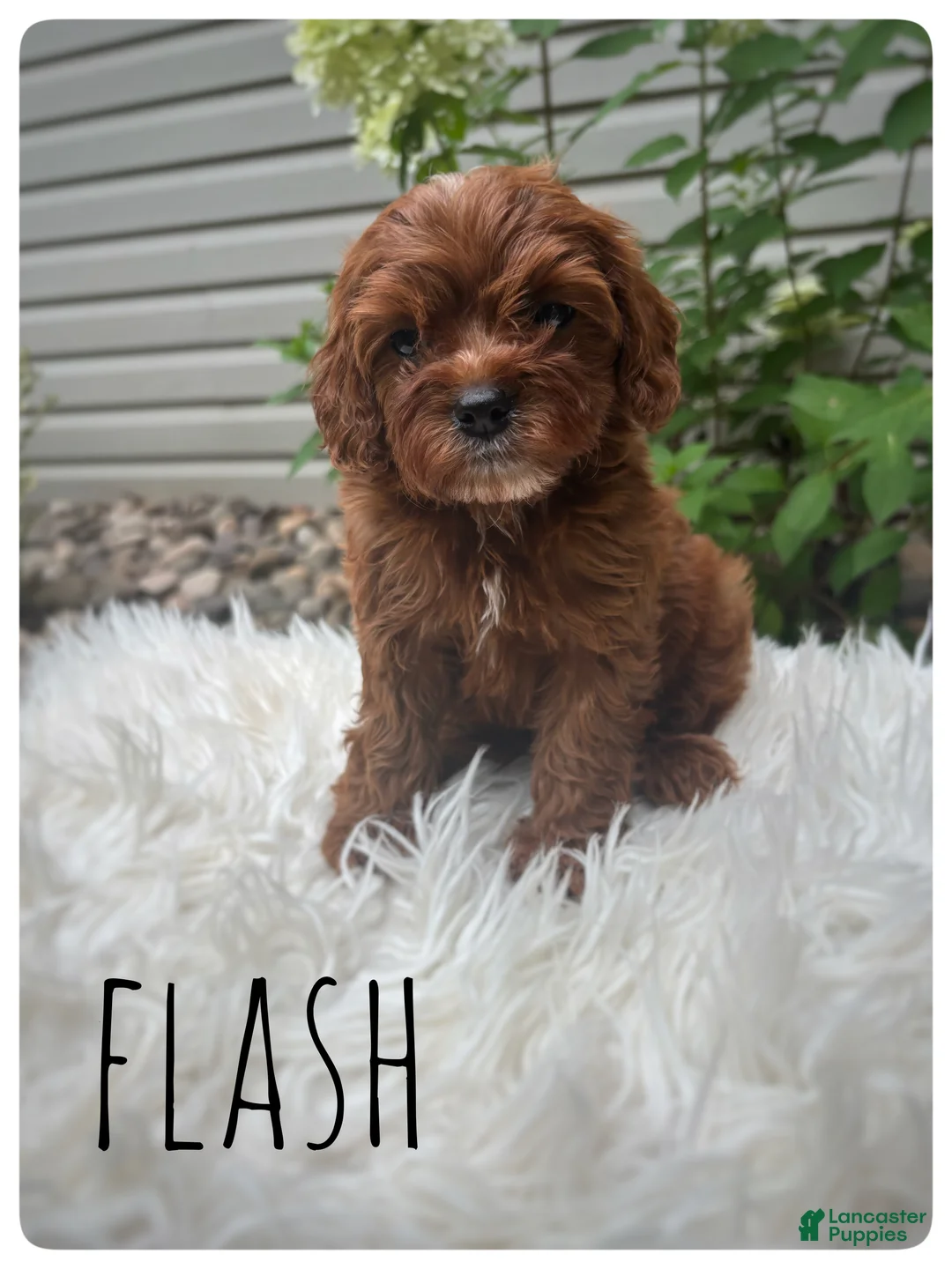 Cavapoo dogs for sale: Flash - Ad 1
