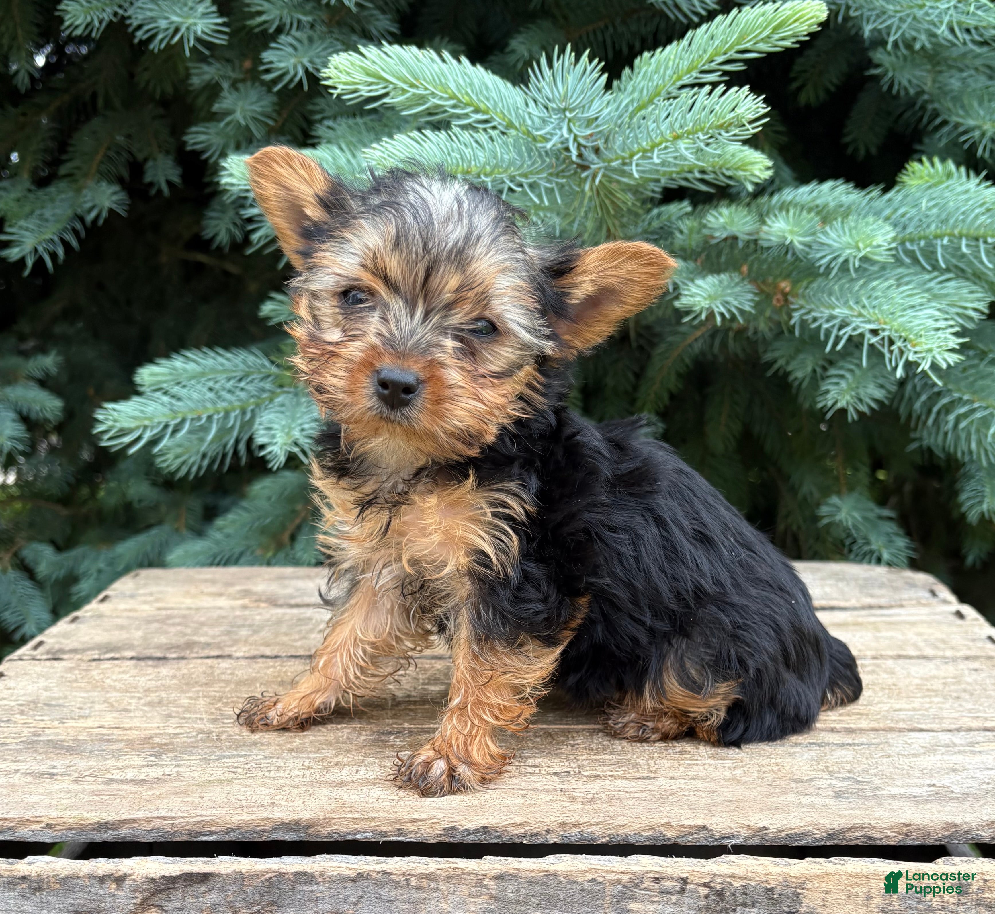 Yorkshire Terrier dogs Jinger - Ad 2