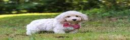 Bichpoo dogs for sale: Milo - Ad 8
