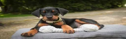 Doberman Pinscher dogs for sale: Leopold - Ad 5