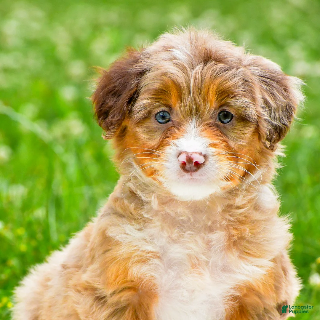 Mini Aussiedoodle dogs for sale: Goldie - Ad 1