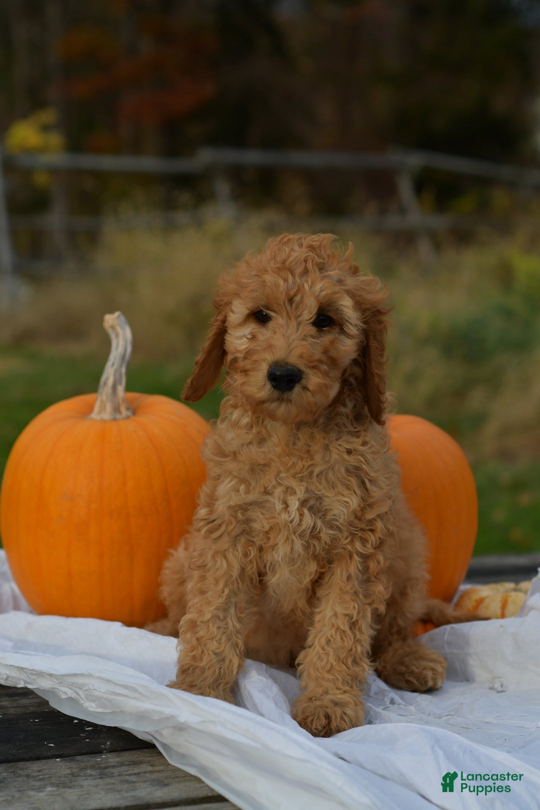Standard Poodle dogs for sale: Charlie - Ad 2